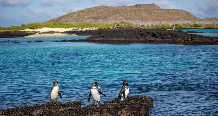 Galápagos - Islas Centrales y Orientales a bordo del Reina Silvia Voyager - G Adventures 2