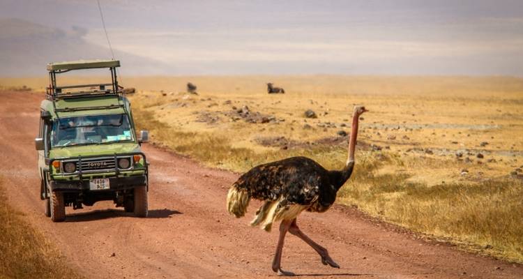 Avestruz cruzando un camino de tierra en la sabana.