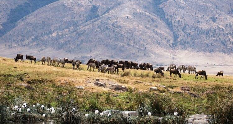 Manadas de cebras y ñus pastando en las llanuras.