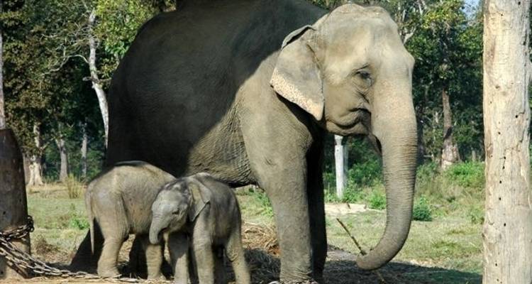 3 Day Chitwan Jungle exploration Tour from Pokhara - Liberty Holidays 1