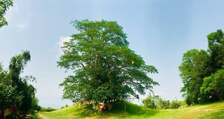 Large tree on a grassy hill adorned with prayer flags.