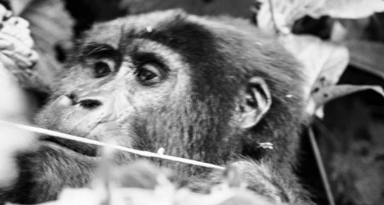 3 days Gorilla Tracking Safari in Uganda - Primate World Safaris (U) Ltd 7