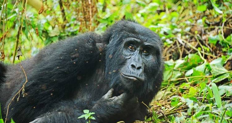 3 days Gorilla Tracking Safari in Uganda - Primate World Safaris (U) Ltd 9