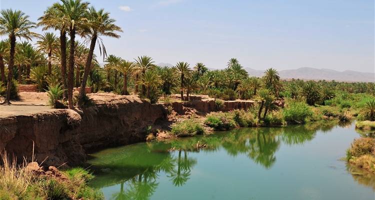 Lush oasis with palm trees and a tranquil water body.