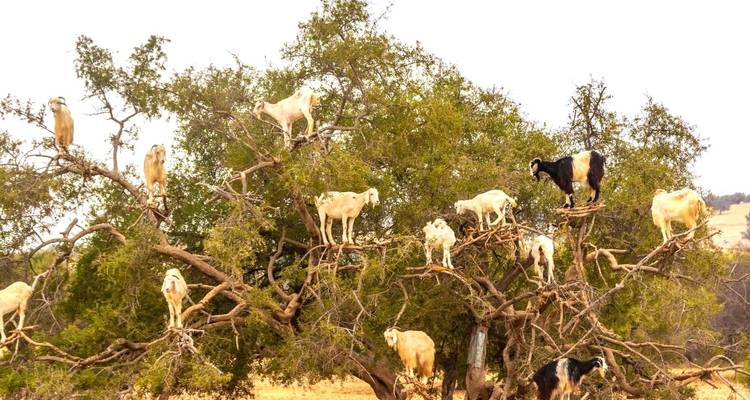 7 Days Sahara Desert Tour from Marrakech - Guided Morocco Tours 7