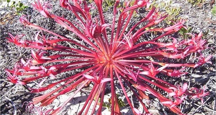 South Africa Flower Safari Namaqualand & West Coast - HoneyBadger Travel & Tours 8