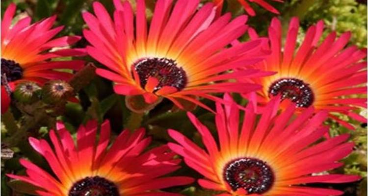 South Africa Flower Safari Namaqualand & West Coast - HoneyBadger Travel & Tours 10