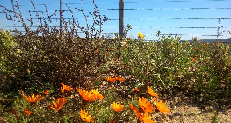 South Africa Flower Safari Namaqualand & West Coast - HoneyBadger Travel & Tours 6