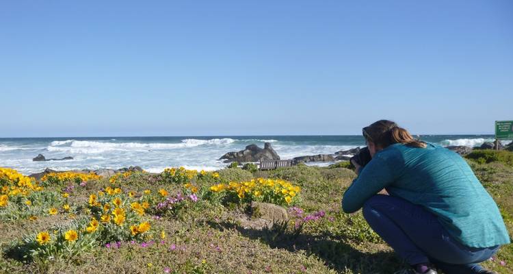 South Africa Flower Safari Namaqualand & West Coast - HoneyBadger Travel & Tours 2