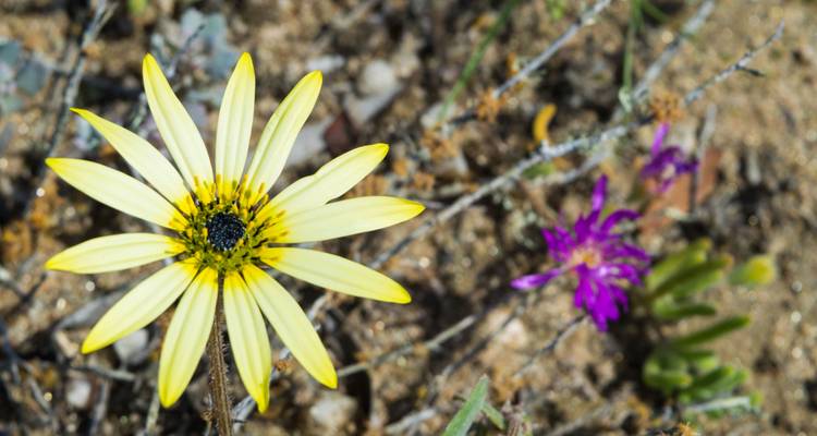 South Africa Flower Safari Namaqualand & West Coast - HoneyBadger Travel & Tours 3