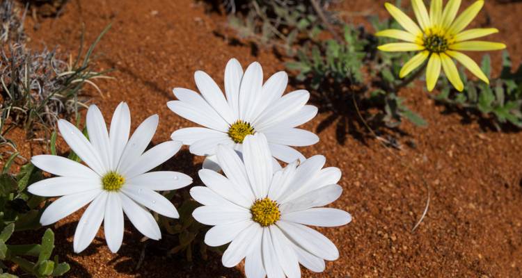 South Africa Flower Safari Namaqualand & West Coast - HoneyBadger Travel & Tours 7