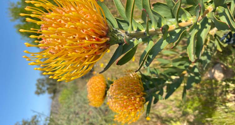 South Africa Flower Safari Namaqualand & West Coast - HoneyBadger Travel & Tours 1