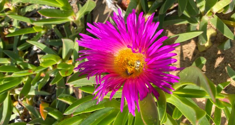 South Africa Flower Safari Namaqualand & West Coast - HoneyBadger Travel & Tours 4