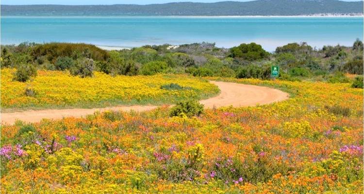 South Africa Flower Safari Namaqualand & West Coast - HoneyBadger Travel & Tours 9