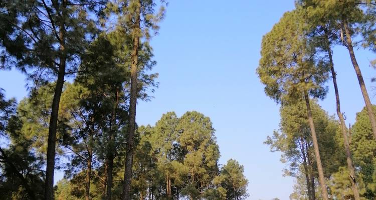 Hoge dennenbomen tegen een blauwe lucht.