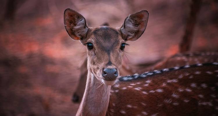 Close-up of a deer