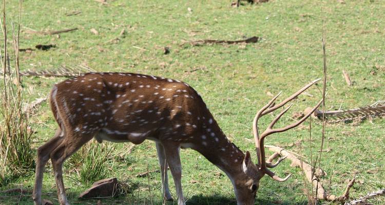 Deer grazing in a grassy field