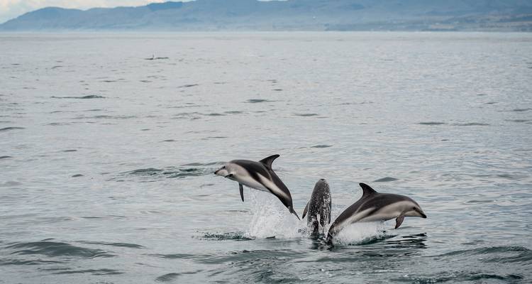 2 Day Kaikoura Whales and Dolphins Overnight Tour - Thrifty Tours 4