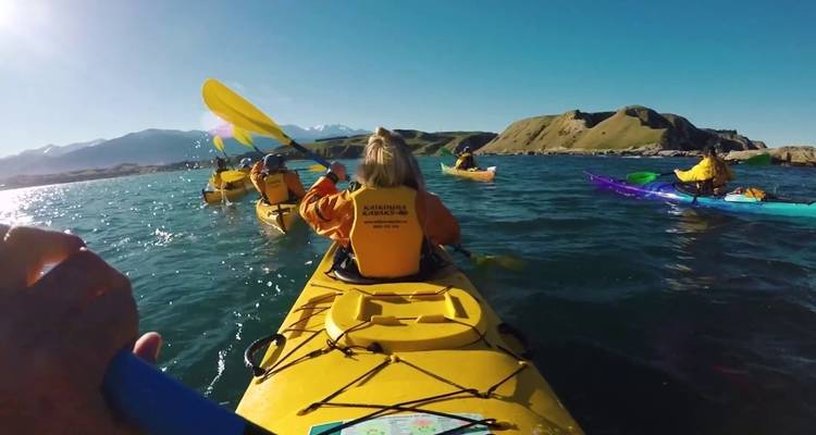 3 Day Kaikoura Whales, Seals, Dolphins Tour - Thrifty Tours 6