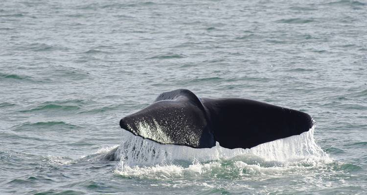 3 Day Kaikoura Whales, Seals, Dolphins Tour - Thrifty Tours 8