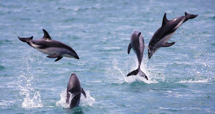 3 Day Kaikoura Whales, Seals, Dolphins Tour - Thrifty Tours 2
