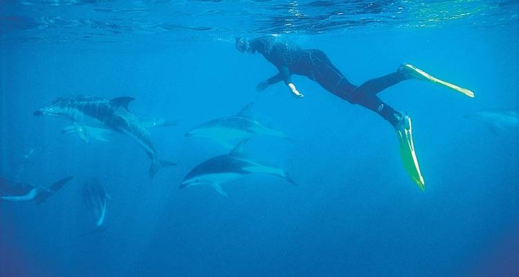 3 Day Kaikoura Whales, Seals, Dolphins Tour - Thrifty Tours 4