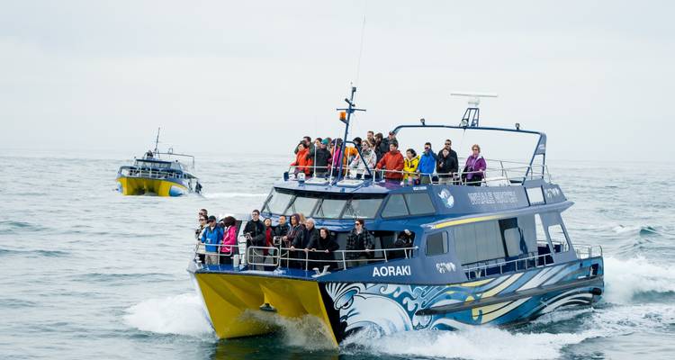 3 Day Kaikoura Whales, Seals, Dolphins Tour - Thrifty Tours 3