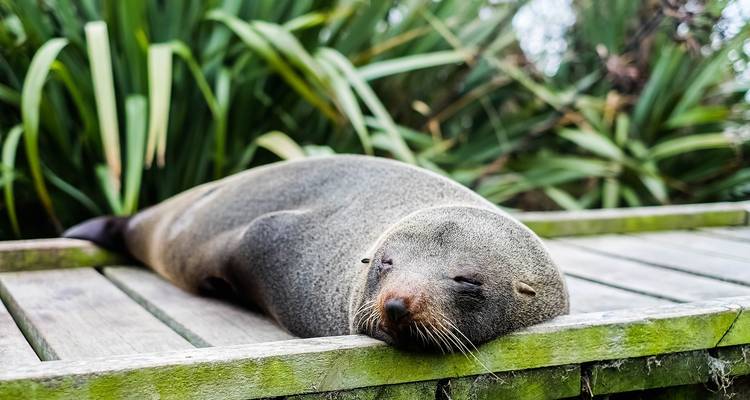 3 Day Kaikoura Whales, Seals, Dolphins Tour - Thrifty Tours 7