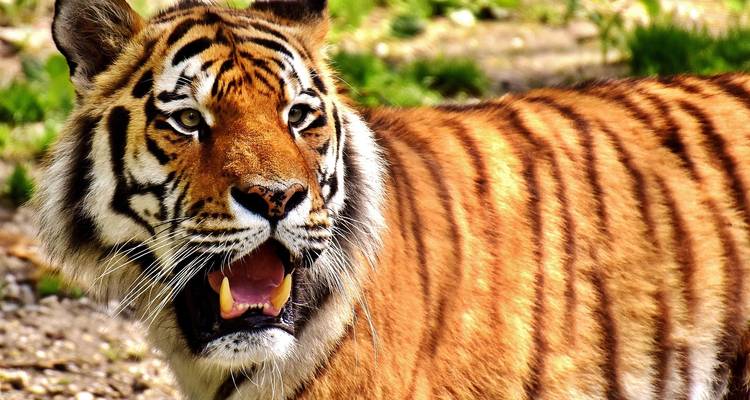 7 jours - Circuit du Triangle d'Or avec Ranthambore au départ de Mumbai par avion - Golden Triangle Tours Of India 4