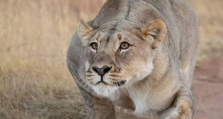 Day trip in Lake Manyara National Park - Africa Outland Safaris 2