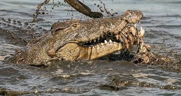Day trip in Lake Manyara National Park - Africa Outland Safaris 3