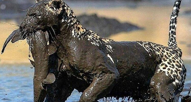 Day trip in Lake Manyara National Park - Africa Outland Safaris 7