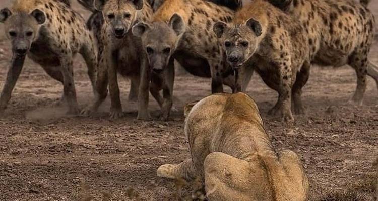 Day trip in Tarangire National Park - Africa Outland Safaris 3