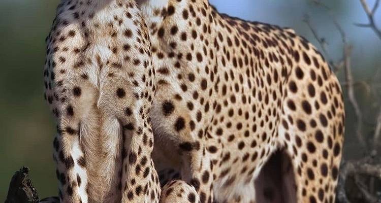 Day trip in Tarangire National Park - Africa Outland Safaris 8