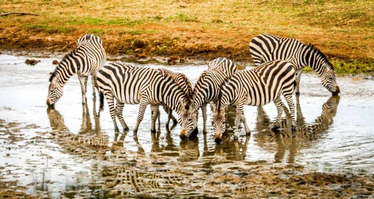 Day trip in Tarangire National Park - Africa Outland Safaris 10