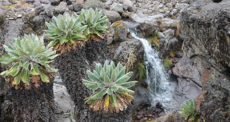 Machame's "Whiskey Route" Expedition-9 days, 8 nights - Betheli Expedition 7