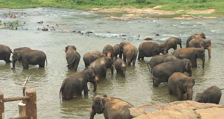 Sri Lanka Holiday Round Tour 13-Day with private driver, vehicle and H/B accommodations - Lanka Safe Tours 7