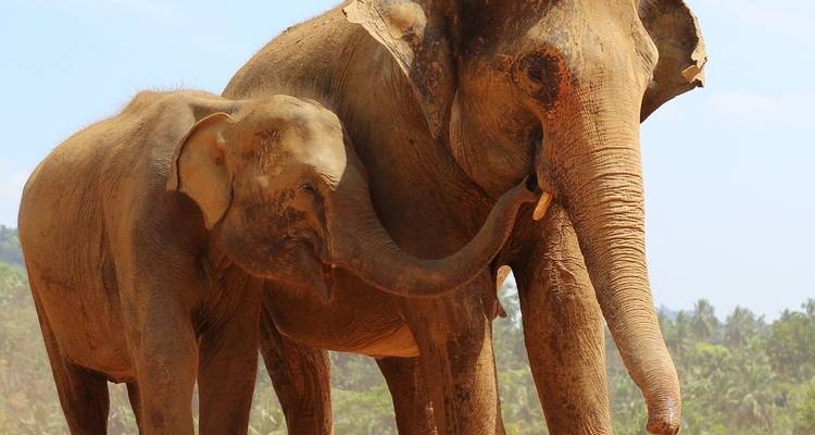 Sri Lanka Holiday Round Tour 13-Day with private driver, vehicle and H/B accommodations - Lanka Safe Tours 4
