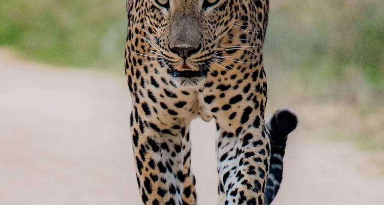 Sri Lanka Holiday Round Tour 13-Day with private driver, vehicle and H/B accommodations - Lanka Safe Tours 10