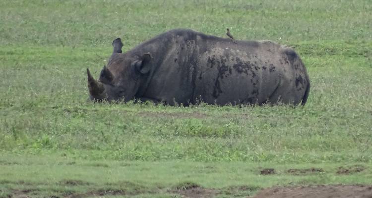 Tanzanian Traffic Jam:  10Days-The Great Migration - Betheli Expedition 6