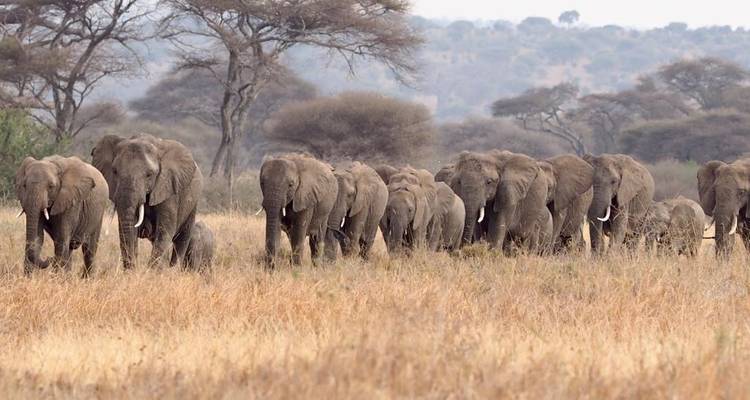 Tanzanian Traffic Jam:  10Days-The Great Migration - Betheli Expedition 2