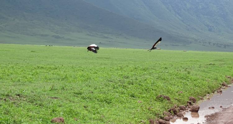 Tanzanian Traffic Jam:  10Days-The Great Migration - Betheli Expedition 8