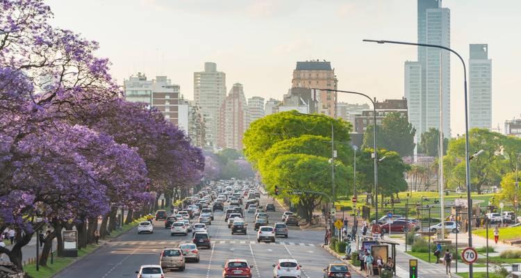 Urban scene with traffic and blooming jacarandas.