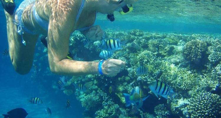 Snorkeler observing colorful fish and coral underwater.