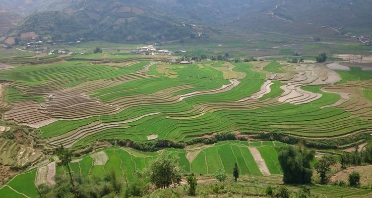 Vast expanse of terraced rice fields in a valley.