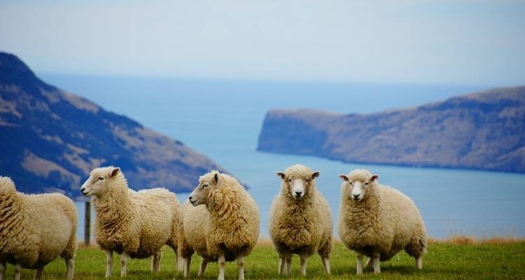 Contrastes entre l'Australie et la Nouvelle-Zélande - Trafalgar 7