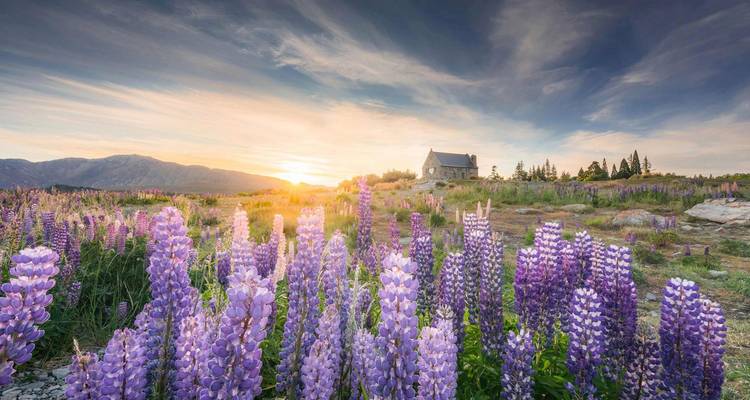 Lupins en fleurs avec montagnes et lac au lever du soleil.