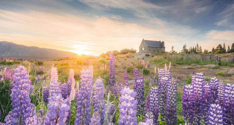 Purple lupins bloom in the foreground with the Church of the Good Shepherd lit by sunrise beside Lake Tekapo.