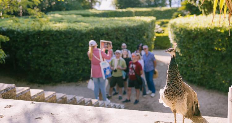 A peacock stands in the foreground while a tour group poses for a tablet photo amid manicured hedges.