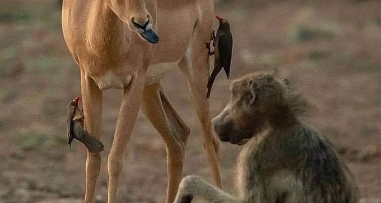 3 jours de safari en Lodge en Tanzanie - Serengeti African Tours 9